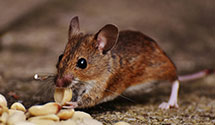 24 Hour & Emergency Exterminators in Moss, TN